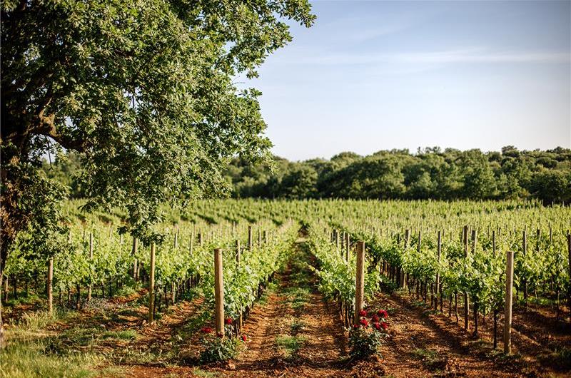 Luxury Villa Estate with 3 Pools on Istrian Vineyards near Bale, sleeps 56-60